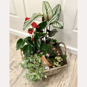 HYGGELIG BEPLANTNING