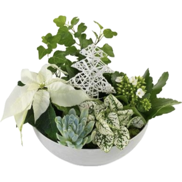 HVID JULE SAMMENPLANTNING