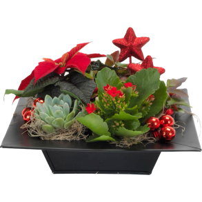 JULE SAMMENPLANTNING